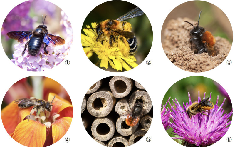 Fauna til: Ms de 1.100 especies de abejas