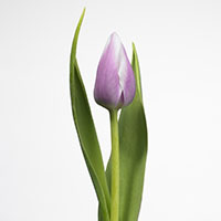 Tulipn (Tulipa spp.)