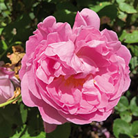 Rosa Mary Rose 