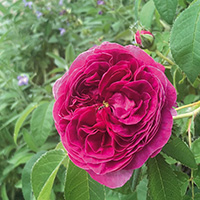 Rosa gallica Charles de Mills* 