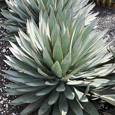  Agave Blue Glow