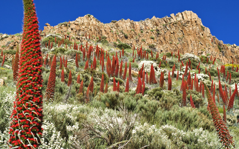 Tajinaste rojo: las flores marcianas del Teide