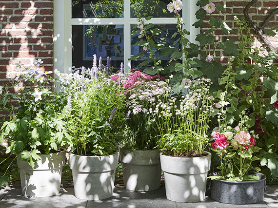 verdeesvida :: Un jardín de hortensias de puertas adentro