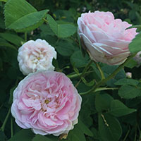 Rosa x centifolia 