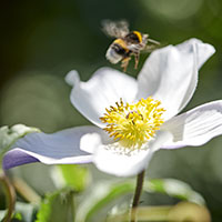Néctar para las abejas