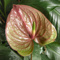 verdeesvida :: Anthurium, la flor del amor