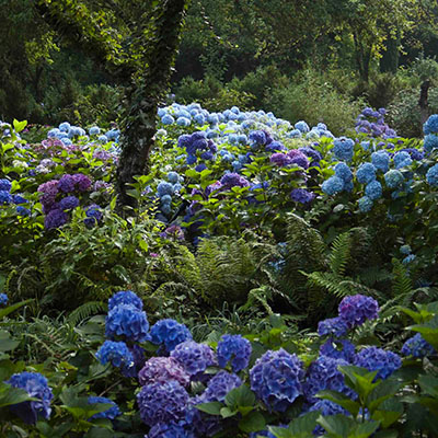 El Jardín de Hortensias de Color