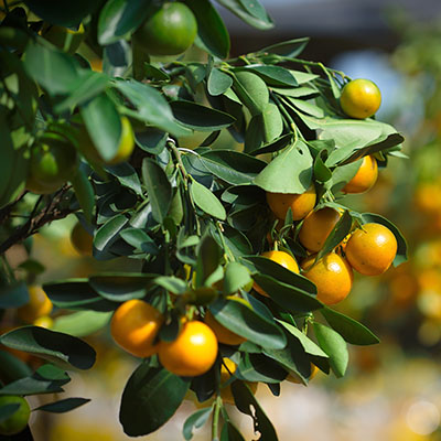 Calamondín: un naranjo en miniatura