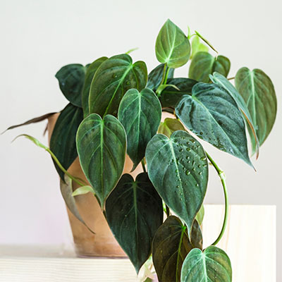 Philodendron scandens ‘Micans’ 