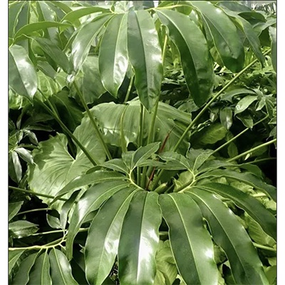Thaumatophyllum spruceanum
