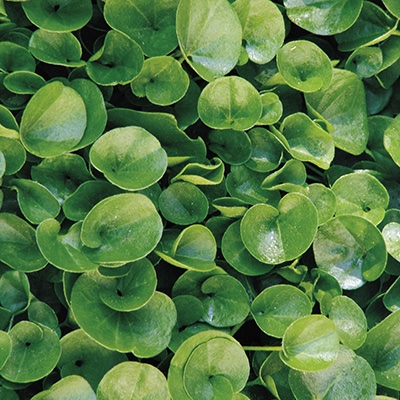 Dichondra repens