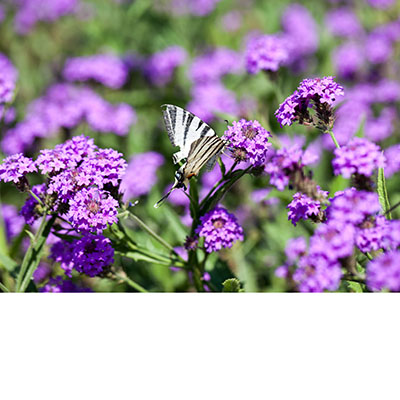 Verbena venosa, Verbena rugosa o Verbena rigida *