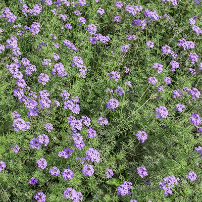 Verbena tenuisecta o Glandularia tenuisecta