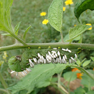 Avispas parasitoides (foto 7)