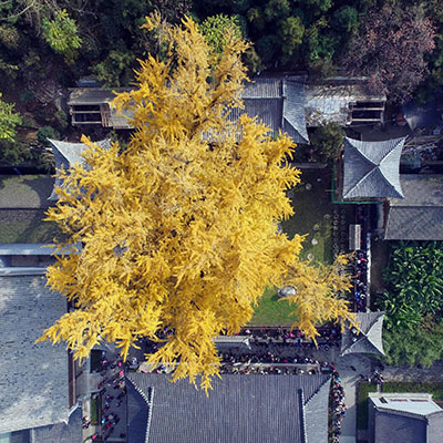 El ginkgo de 1.400 años de Gu Guanyin