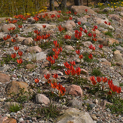 Mayo es tiempo de tulipanes