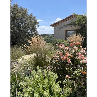 Rosas entre espigas de gramíneas