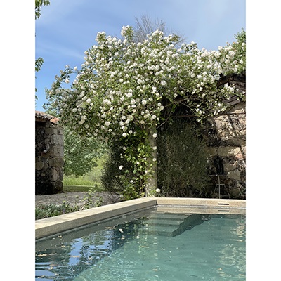 ‘Madame Alfred Carrière’