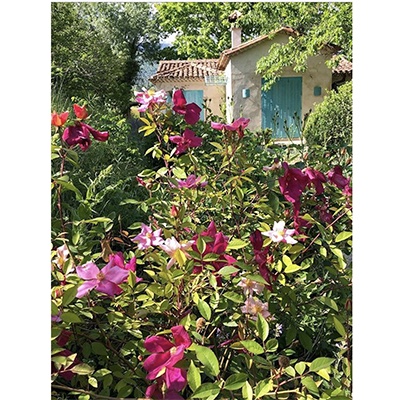 Rosa x odorata ‘Mutabilis’