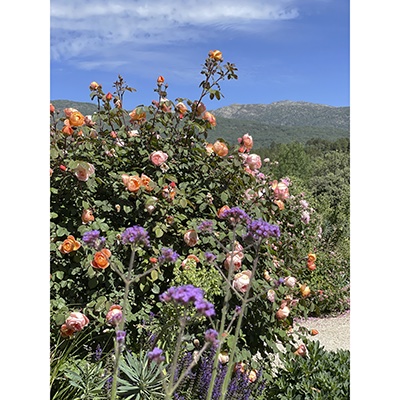 Rosa ‘Lady Emma Hamilton’