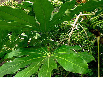 Decorativos frutos