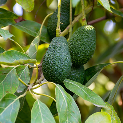 Aguacate