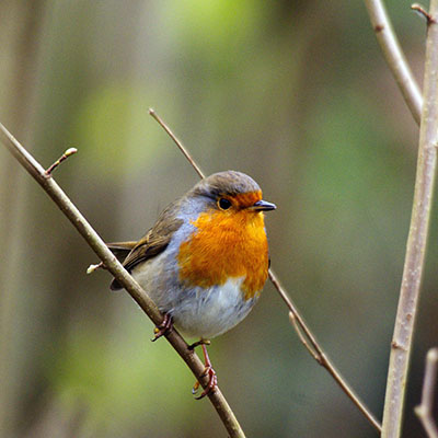 Pájaros insectívoros