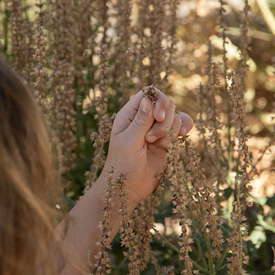 Recolectar sin abusar