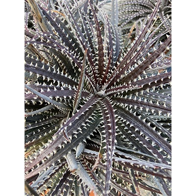 ‘Brittle Star’ 