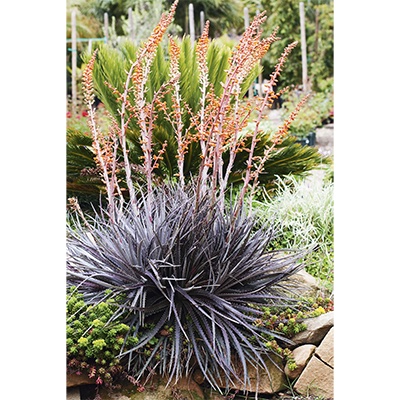 ‘Black Gold’