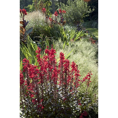 Lobelia ‘Queen Victoria’*