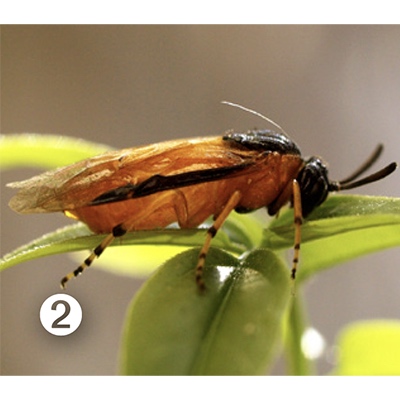 2. Adulto de Arge ochropus o Arge rosae