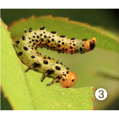 3. Larva de Arge ochropus o Arge rosae