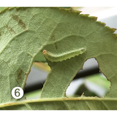 6. Larva de Allantus cinctus