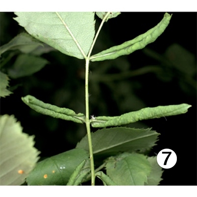 Hojas enroscadas por la Blennocampa phyllocolpa