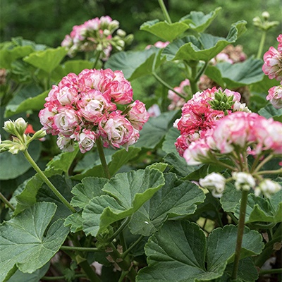 1. ‘Appleblossom Rosebud’*