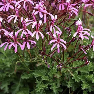 4. Pelargonium ionidiflorum