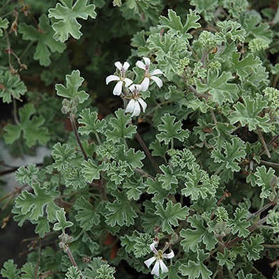 5. Pelargonium ‘Ardwick Cinnamon’* 