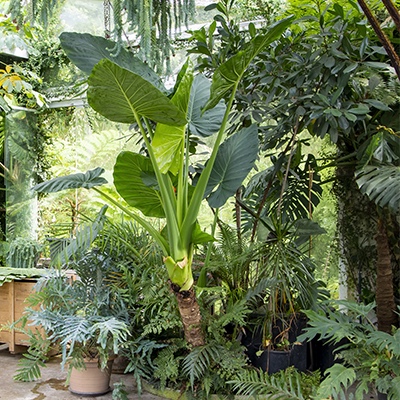 Alocasia macrorrhizos en Lur Garden