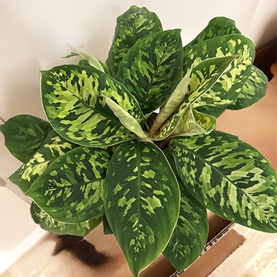 3. Homalomena wallisii ‘Camouflage’