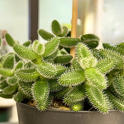 1. Delosperma echinatum