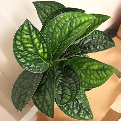 2. Epipremnum pinnatum ‘Marble Planet’ 