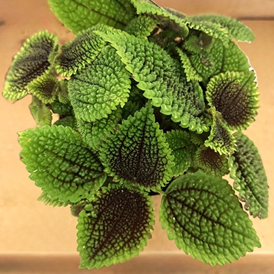 4. Pilea mollis ‘Moon Valley’
