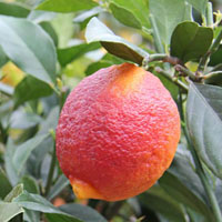 Limón rojo (Citrus limon ‘Rosso’