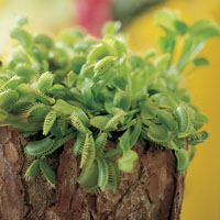 Dionaea muscipula (Venus atrapamoscas)