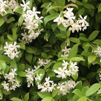 Jazmín chino (Trachelospermum jasminoides)
