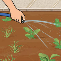 Paso 1: Elimina la capa vegetal