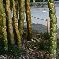 Bambú concha de tortuga