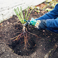 4 Espolvorea las raíces con micorrizas