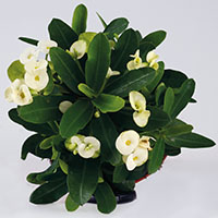 Euphorbia milii ‘Hermes’